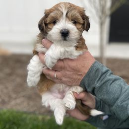 Havanese and Havapoo Puppies from Ladypawspuppies