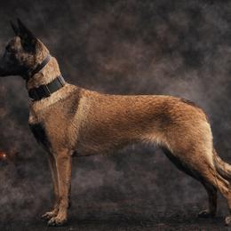 Belgian Malinois from SRC K9's