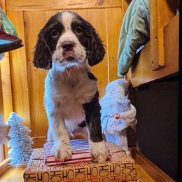 Snickers - Liver and white male English Springer Spaniel puppy in Coeur D'alene, Idaho from Springer Hollow