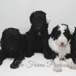 Sheepadoodle Puppies from The Farms Precious Doodles
