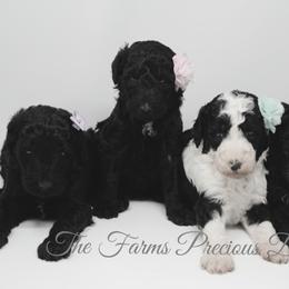 Sheepadoodle Puppies from The Farms Precious Doodles