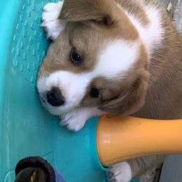 Cardigan Welsh Corgi Puppies from Penfro Corgis