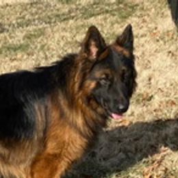 Max - German Shepherd