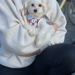 Cavapoo, Maltipoo, and Poodle Puppies from My Sweet Poodles and Doodles