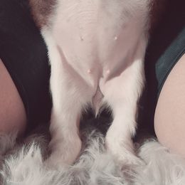English Springer Spaniel Puppies from Savannah River Springers