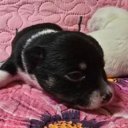 Mia - Black and white female Chihuahua puppy in Amity, Pennsylvania from Baxters Chihuahuas