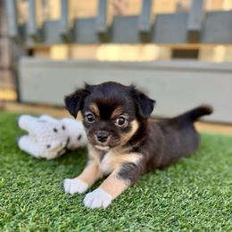 Jose' - Black and tan male Chihuahua puppy in Molino, Florida from Pensacola Chi Garden