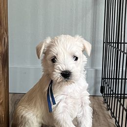Miniature Schnauzer Puppies from Miles Family Schnauzers
