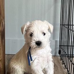 Miniature Schnauzer Puppies from Miles Family Schnauzers