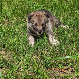 Siberian Husky Puppies from Sstar