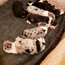 Australian Shepherd Puppies from Bar-F Kennels