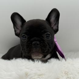 Gigi - Brindle female French Bulldog puppy in Largo, Florida from Big Daddy Frenchies