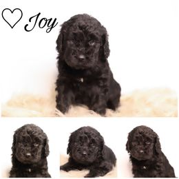 Double Doodle, Goldendoodle, and Sheepadoodle Puppies from Shaw Spring's Canines