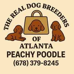 Boy - Silver male Poodle puppy in Fairburn, Georgia from The Real Dog Breeders of Atlanta (peachy poodles)