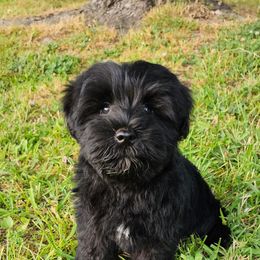 White Collar - Black Miniature Schnauzer puppy in Arkansas from Central AR Schnoodles