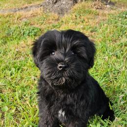 White Collar - Black Miniature Schnauzer puppy in Arkansas from Central AR Schnoodles