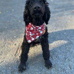Winifred - Poodle puppy from Shepherd's Run Aussies and Poodles