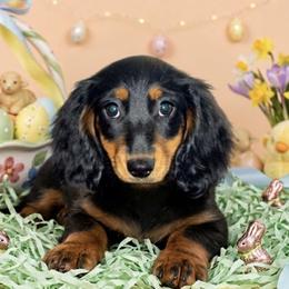 Penelope - Dachshund