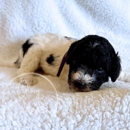 Sakura (Purple) - Tri-color female Bernedoodle puppy in Rockwall, Texas from Glory Doodles