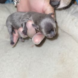 Akita and Chihuahua Puppies from Robinson Rare Chihuahuas & Robinson AKC Akita's