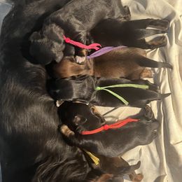 Dachshund puppies from Simpson Dachshunds