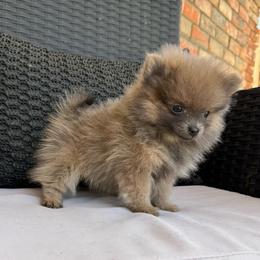 2 - Lavender female Pomeranian puppy in San Jacinto, California from Savvypomeranians
