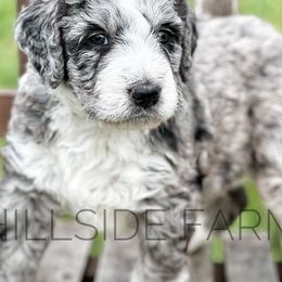 Bordoodles and Poodles from Hillside Farm