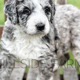 Bordoodles and Poodles from Hillside Farm