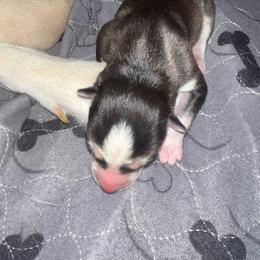 Noctis - Black and white male Siberian Husky puppy in Bangs, Texas from Final Siberians