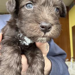 Boy 2 - Liver male Miniature Schnauzer puppy in Dunlap, Tennessee from Beards of Glory