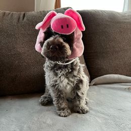 Lagotto Romagnolo and Portuguese Water Dog Puppies from Shooting Star Water Dogs