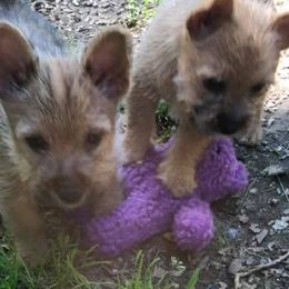 Norwich Terrier Puppies from Janora
