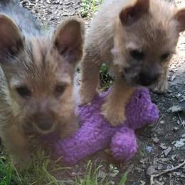 Norwich Terrier Puppies from Janora