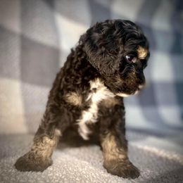 Bernedoodle Puppies from Starlight Bernedoodles