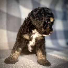 Bernedoodle Puppies from Starlight Bernedoodles