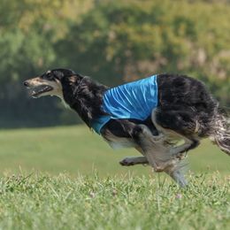 Yaro - Borzoi