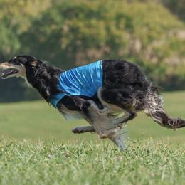 Yaro - Borzoi