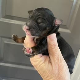 Pink - Tri-color female Bernedoodle puppy in Medina, Ohio from Farmer Doodles