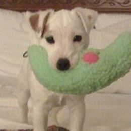 Parson Russell Terriers from Thunder Hill Terriers