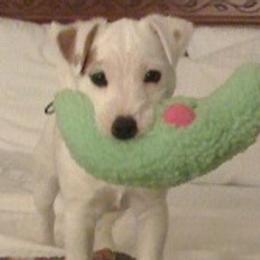 Parson Russell Terriers from Thunder Hill Terriers