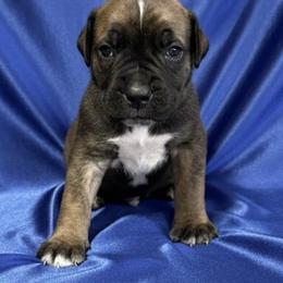 Green Collar - Brown male Boerboel puppy in Laramie, Wyoming from Standing Stone Boerboels