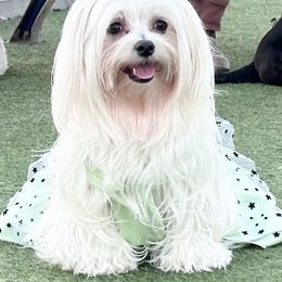 Zoey - Maltese
