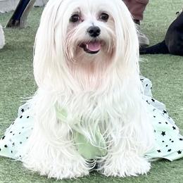 Zoey - Maltese