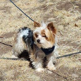 Micky - Yorkshire Terrier