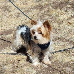 Micky - Yorkshire Terrier
