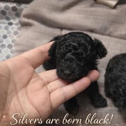 Poodle puppies from Pinky Toypoodle Jackson