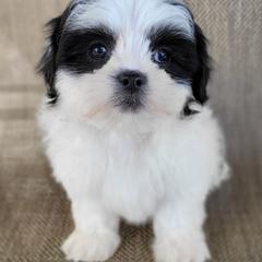 Tia - Black and white female Shichon puppy in Limestone, Tennessee from Pilot Hill Teddy Bear Puppies