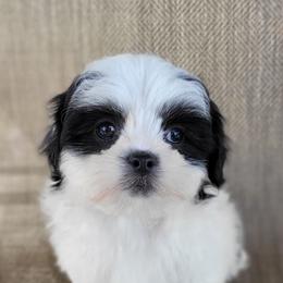 Tia - Black and white female Shichon puppy in Limestone, Tennessee from Pilot Hill Teddy Bear Puppies