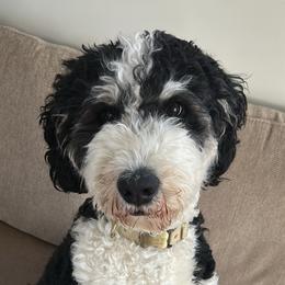 Lainey - Bernedoodle