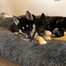 Siberian Husky Puppies from High caliber Siberian Husky
